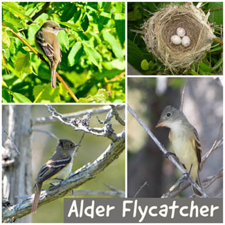 Alder Flycatcher